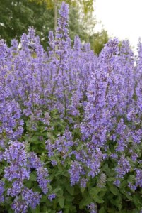 19 New Deer-Resistant Perennials