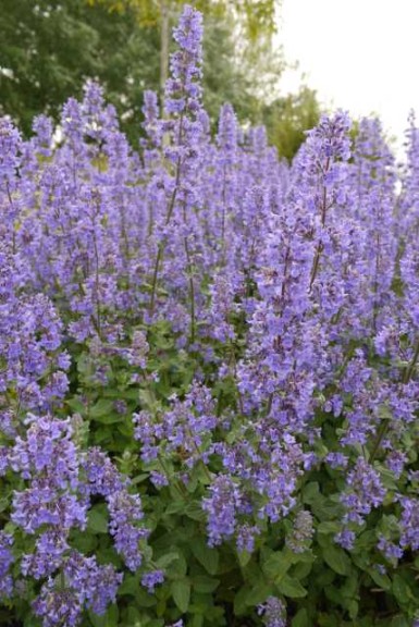 19 New Deer-Resistant Perennials