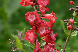 Penstemon ‘Cherry Sparks’ (Darwin Perennials)