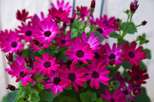 Pericallis ‘Senetti Ruby Red’ (Suntory Flowers at GroLink, Oxnard, CA)