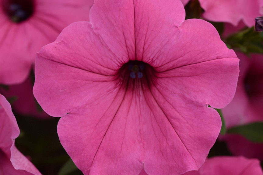 Petunia ColorRush (Ball FloraPlant, Ball Horticultural Co., Santa Paula, CA)