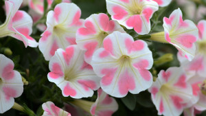 California Spring Trials Central Region Preview: More New Annuals For 2017