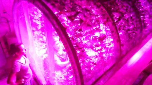 Philips Lighting And University Of Arizona Study Shows LED Systems Ideal For Growing Food In Space