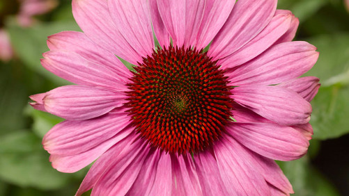 New “Generations Of Flowers” Study Tracks How And Why Consumers Are Buying Flowers And Plants