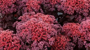 Terra Nova Nurseries Eliminates Tag Requirement From Its Labeling Policy