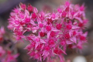 Sedum × ‘Pillow Talk’ (Intrinsic Perennial Gardens)