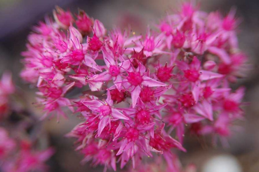 Sedum × ‘Pillow Talk’ (Intrinsic Perennial Gardens)