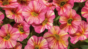 New Plant Varieties Rock, And Here’s Why