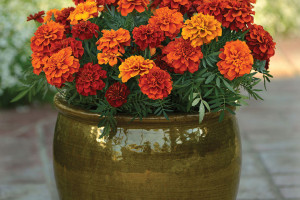 Tagetes ‘Fireball’ (PanAmerican Seed, Ball Horticultural Co., Santa Paula, CA)