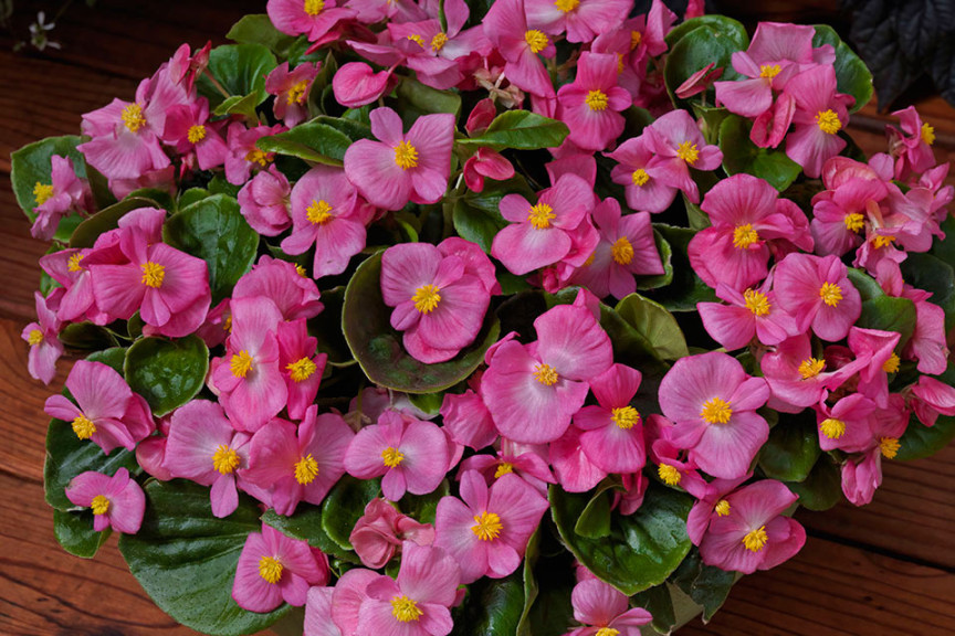 Begonia TopSpin (Syngenta Flowers, Gilroy, CA)