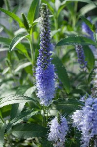 19 New Deer-Resistant Perennials