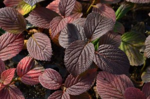 19 New Deer-Resistant Perennials
