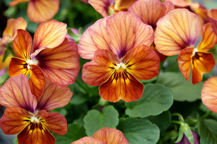 Viola 'Corina Terracotta' (Hem Genetics)