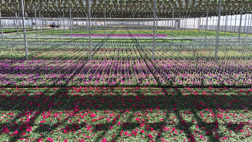 Young’s Plant Farm Obtains MPS-A Qualification