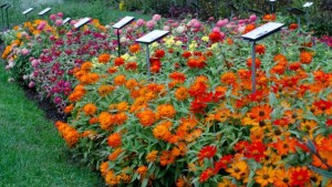 Plants That Thrive In New England