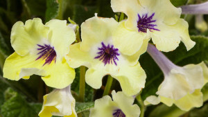 California Spring Trials: New Blooming Potted Plants Coming For 2017 [Photo Gallery]