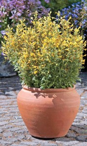 Agastache 'Arizona Sun' from American Takii (Oklahoma State University Field Trials)
