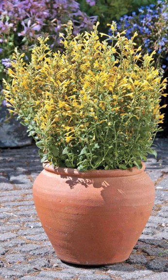 Agastache 'Arizona Sun' from American Takii (Oklahoma State University Field Trials)