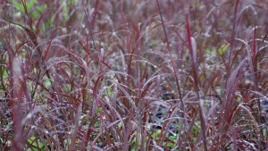 Know Your Market When Choosing Ornamental Grasses