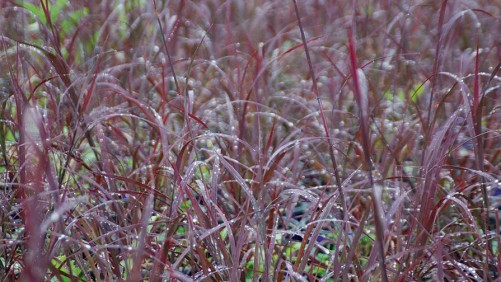 Know Your Market When Choosing Ornamental Grasses