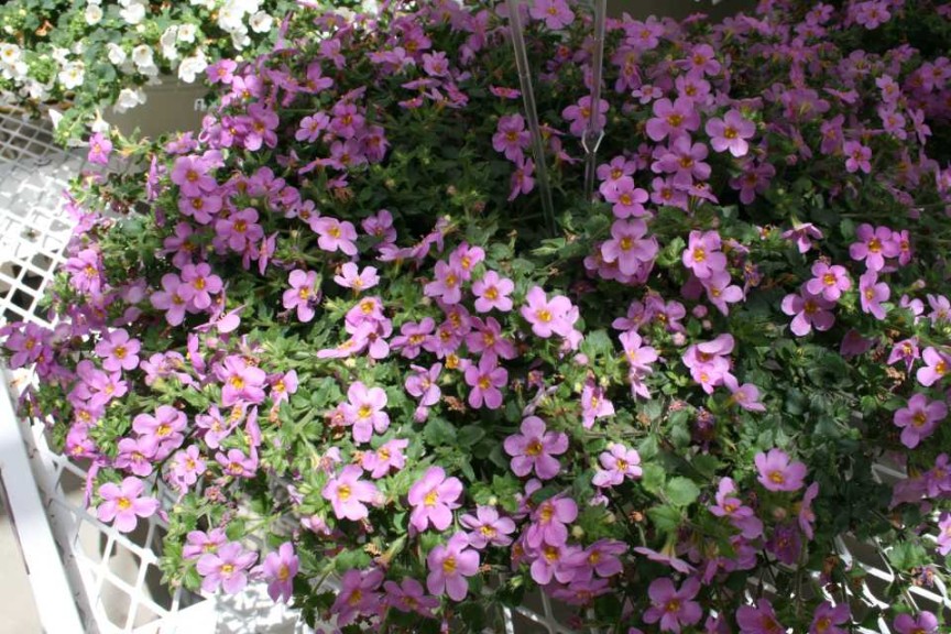 Bacopa Secrets