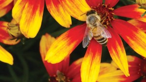 Breeders Go The Distance To Bring New Plant Varieties To Market
