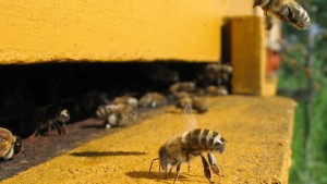 Bee Vectoring Technologies and Biosafe Systems Partner up To Grow Business