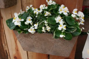 Begonia TopSpin Series (Syngenta Flowers)