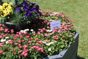 Bellis Speedster (Benary)