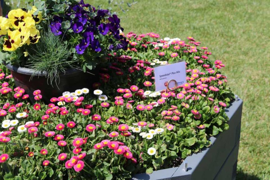 Bellis Speedster (Benary)