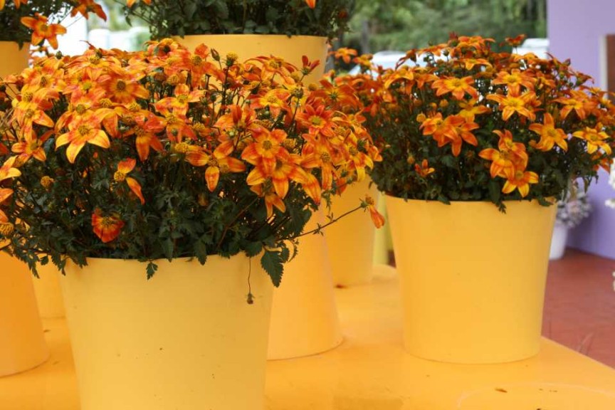 Bidens 'Bee Alive' (Ball FloraPlant)