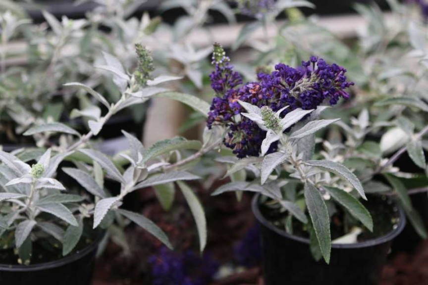 Buddleia Buzz Midnight