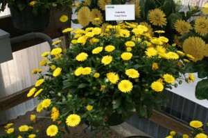 Calendula Power Daisy (Kientzler)