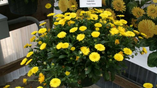 Dr. Allan Armitage Names His Top 6 Picks From GroLink And Windmill Nursery At California Spring Trials 2016
