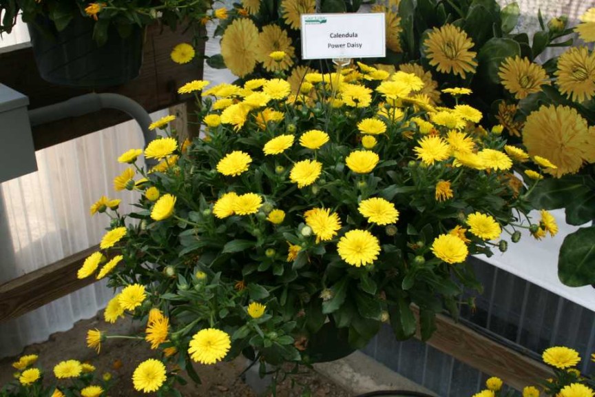 Calendula Power Daisy (Kientzler)