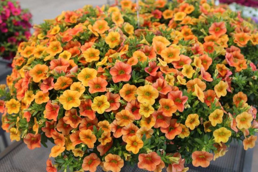Calibrachoa Calitastic Pumpkin Spice