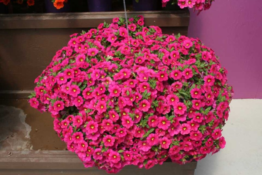 Danziger 2016 New Variety Introductions