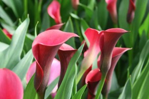 CallaFornia Red