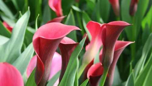 Golden State Bulb Company Shows Off New Concepts In Callas