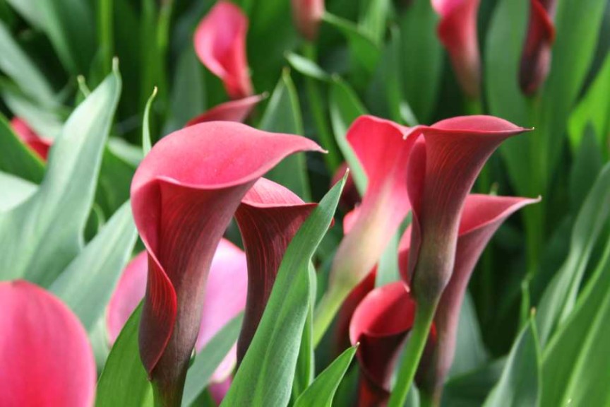 CallaFornia Red