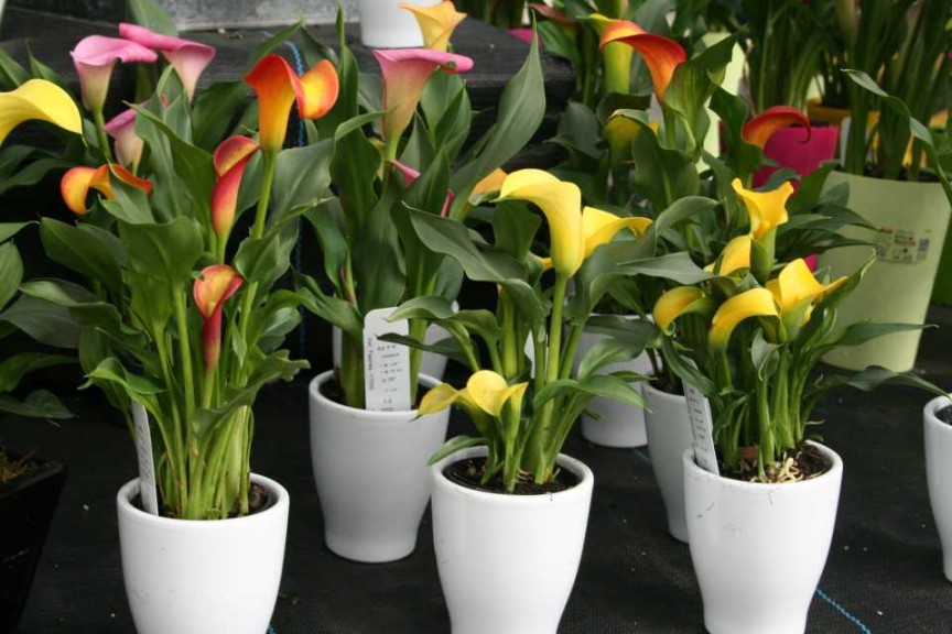 Callafornia Minis At Golden State Bulb