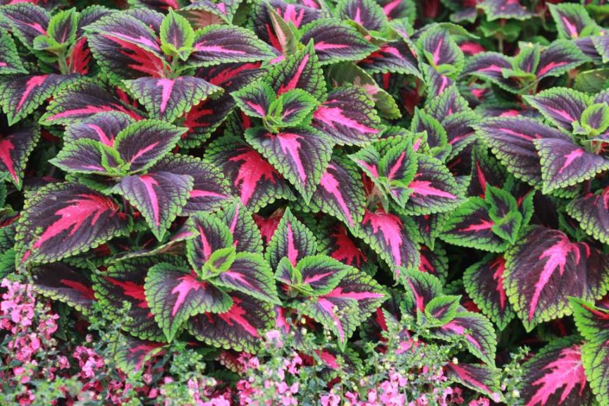 Coleus 'French Quarter' (Ball FloraPlant)