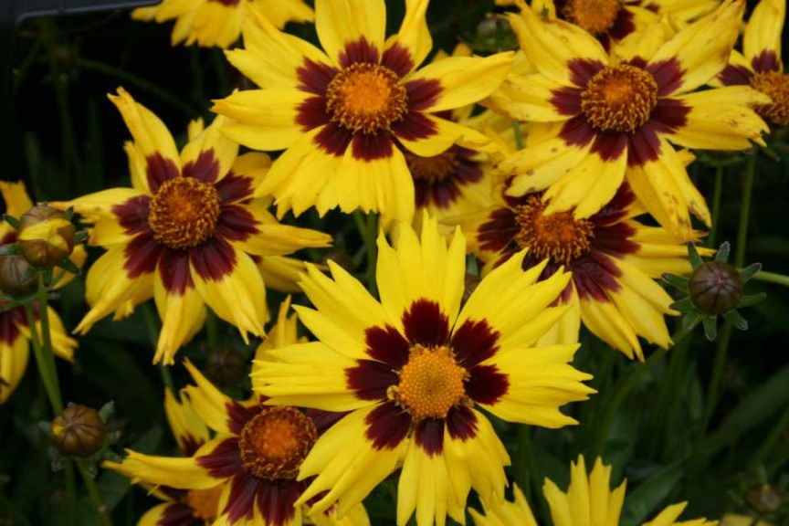 Coreopsis grandiflora ‘SunKiss’ (Kieft Seed)