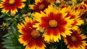 Dr. Allan Armitage: 6 Picks From Ball Horticultural Co. And Green Fuse Botanicals During 2016 California Spring Trials