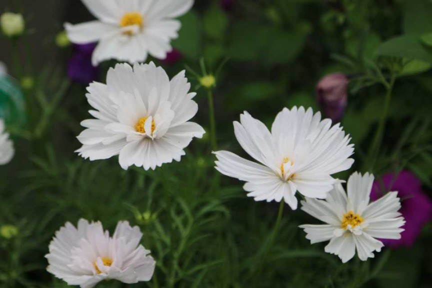 Cosmos
