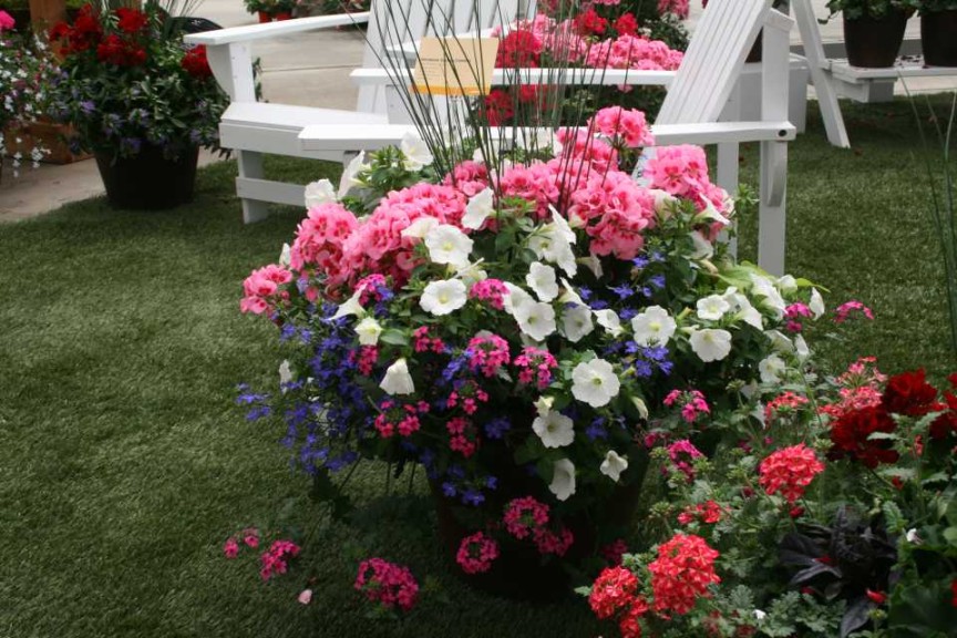Custom Geranium Combo, pink