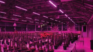 Philips Horticulture Partners With Light4Food To Supply LED Lighting For Vertical Farms