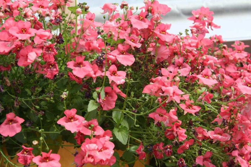 Danziger 2016 New Variety Introductions