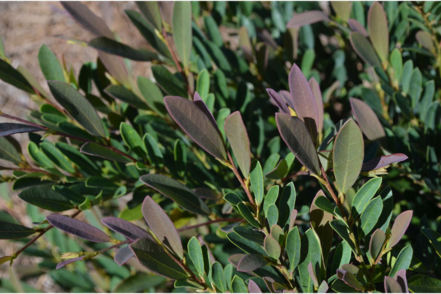 Distylium ‘First Editions Cinnamon Girl’ (Bailey Nurseries at Pacific Plug & Liner, Watsonville, CA)