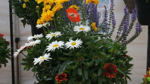 Dümmen Orange Succulent Combos Stole The Show At BarrelHouse Brewing 2016 California Spring Trial Location